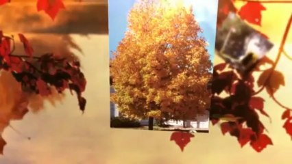 Creek Tree Service Inc - (913) 393-4379