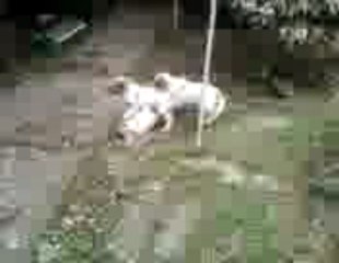 Vidéo bébés Gitane 4