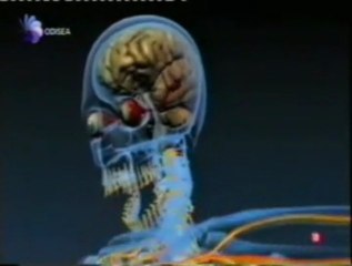 Boxeador travesti: Golpe mortal