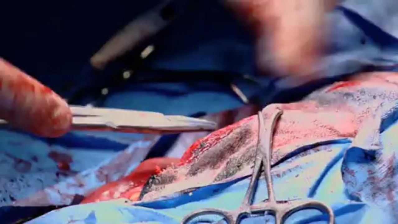 Rescue Vet Ep 10