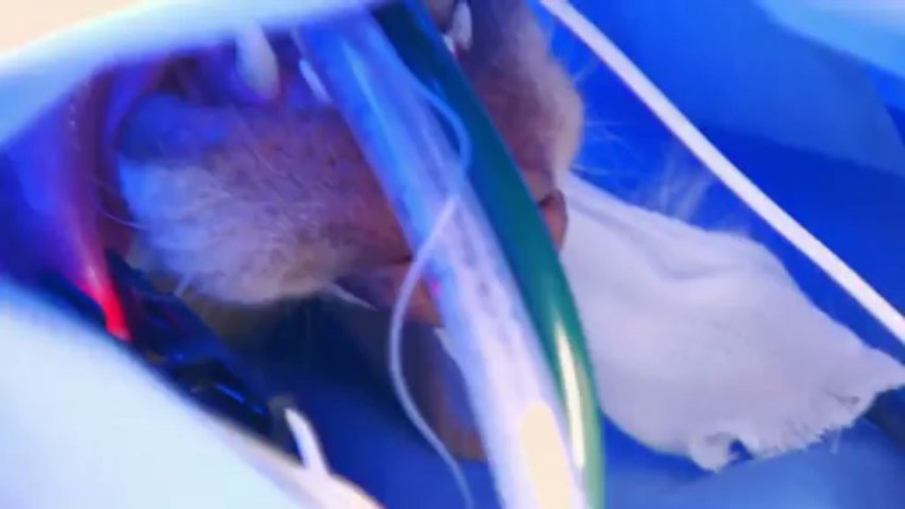 Rescue Vet Ep 12