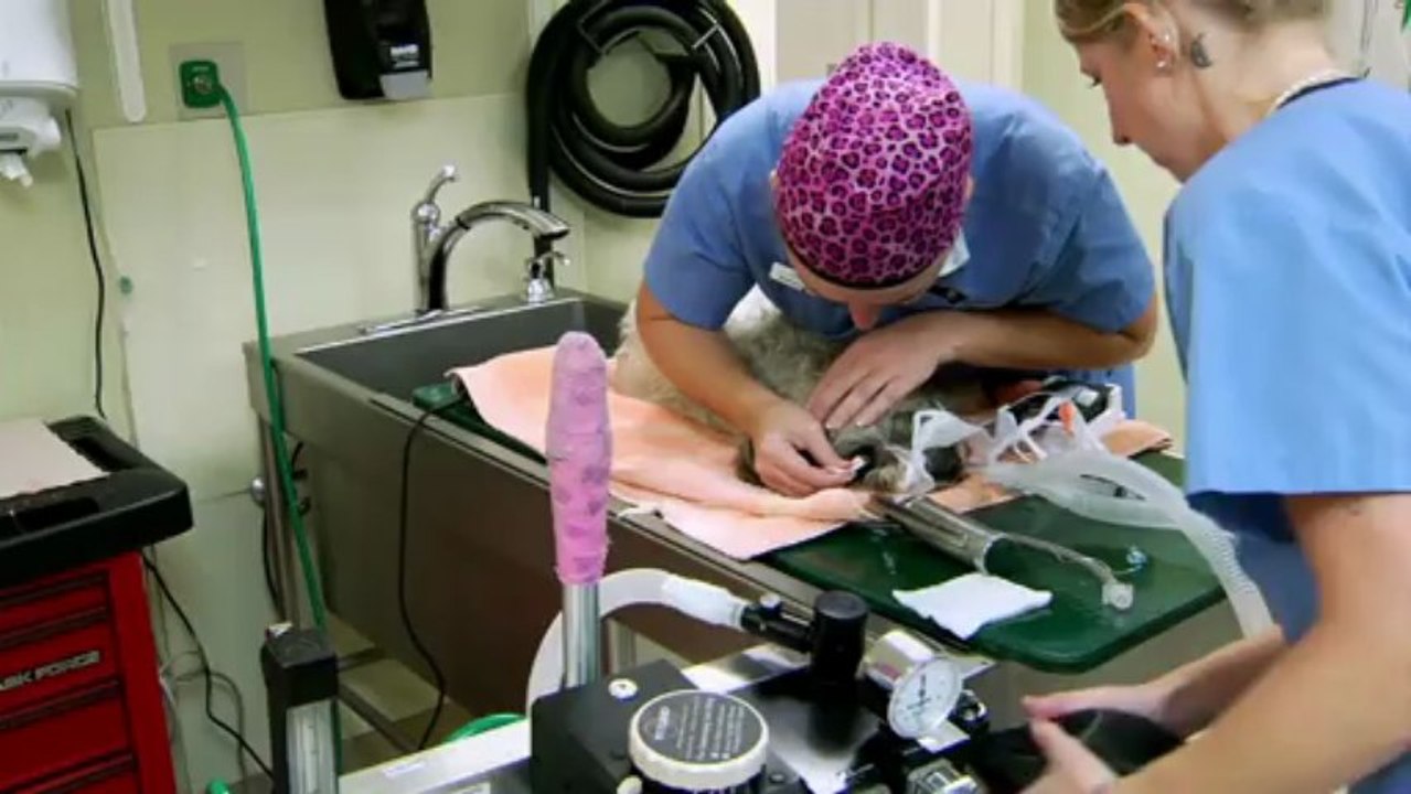 Rescue Vet Ep 03