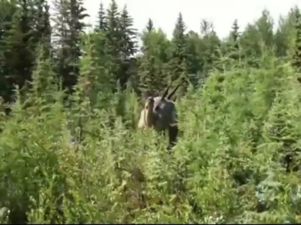 Stegosaure dinosaures animatroniques Cuzco animatronics