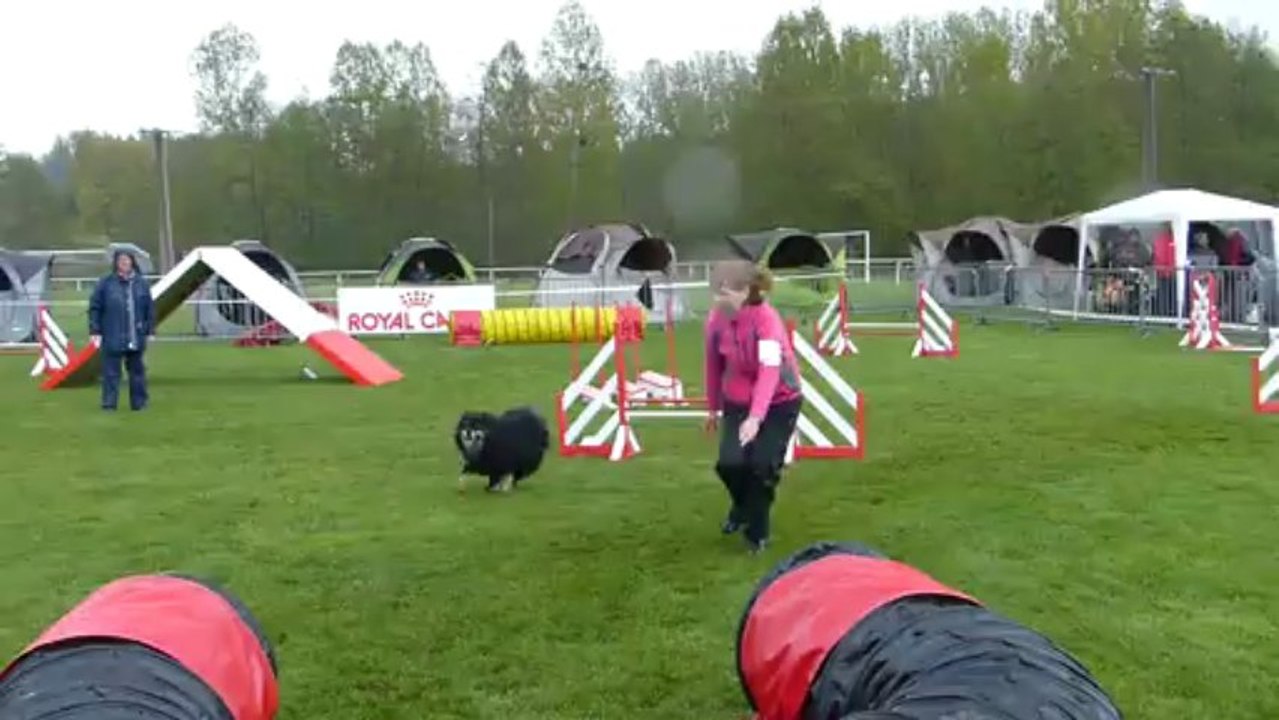 Agility Sélectif GPF Arpajon 2013-Caija