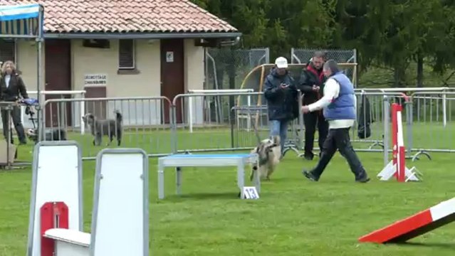Agility Sélectif GPF Arpajon 2013-Cachou