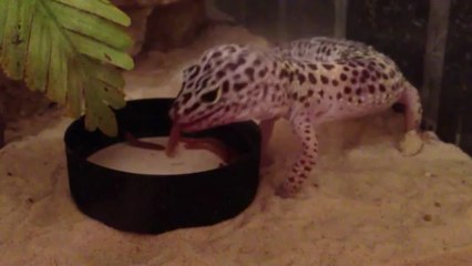 Leopard gecko eating
