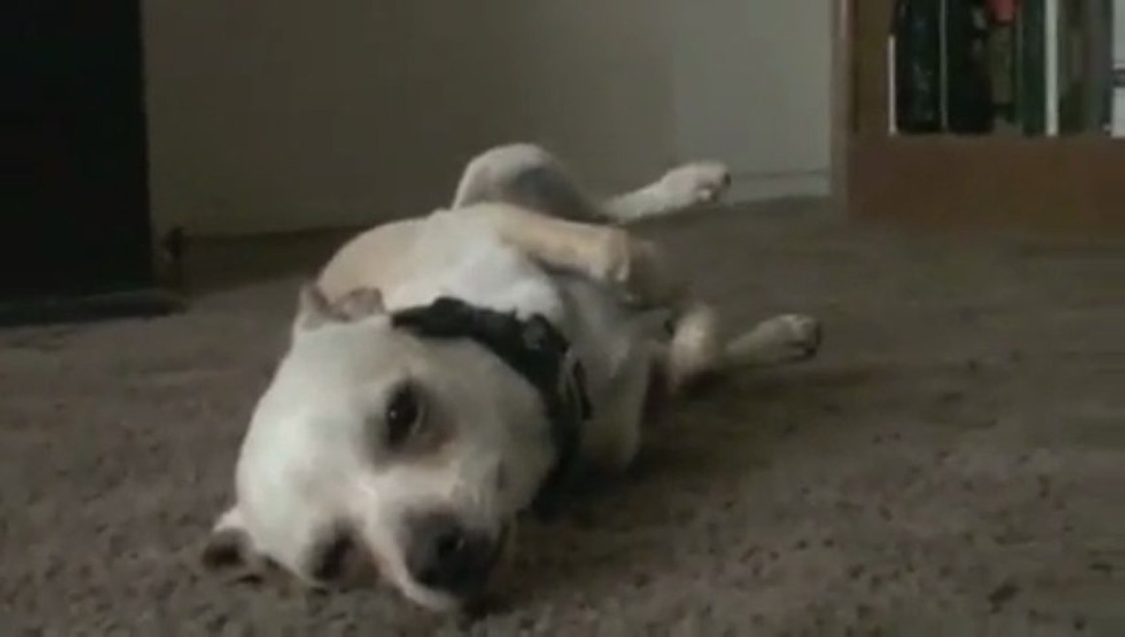 Ce chihuahua déteste prendre le bain