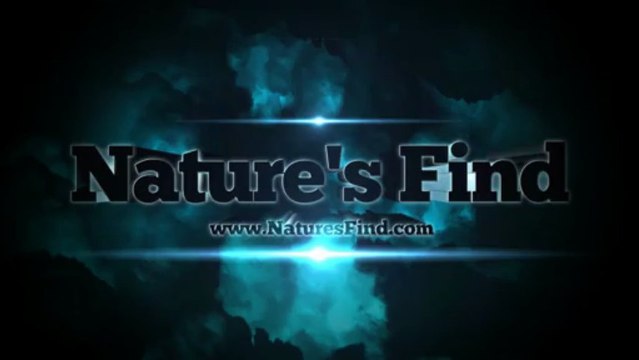 Pure Saffron Extract Enhances Mood While Losing Weight