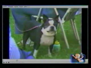 ENFIN UN CHIEN QUI SOURIT