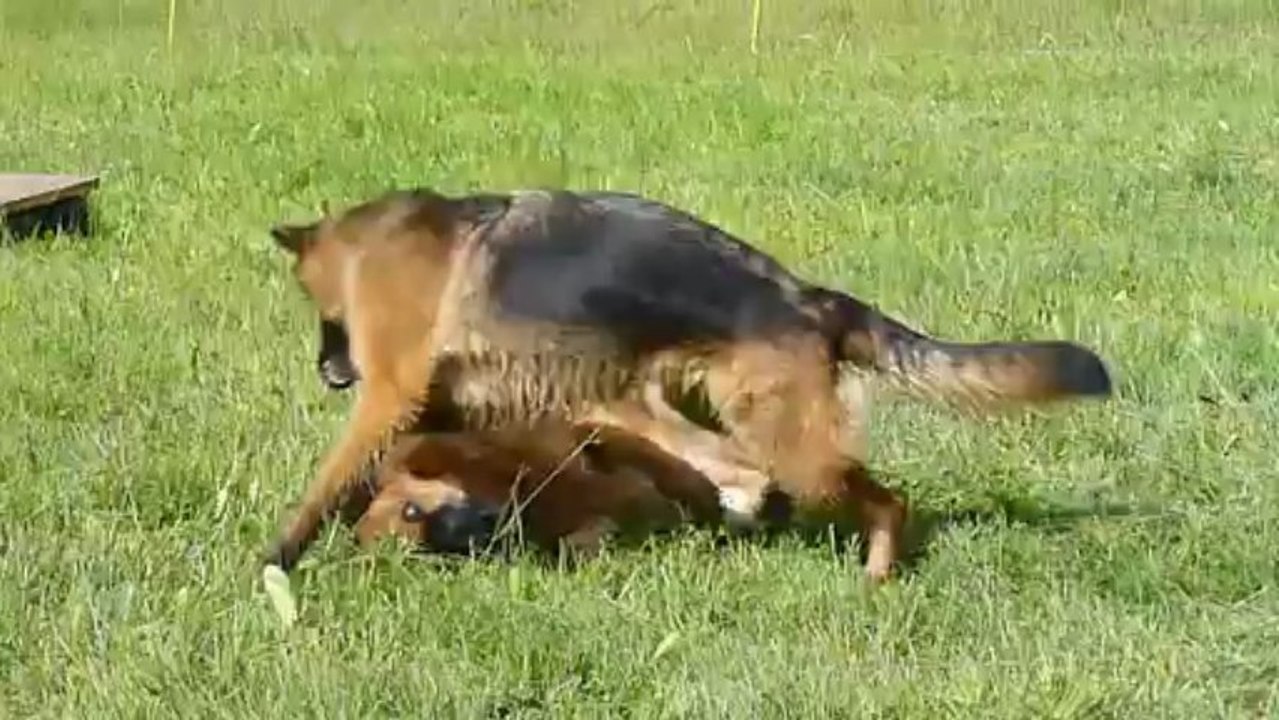 Stage "A l'écoute du chien" : Jeu Twiggy-Eris