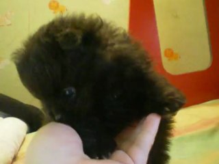 Idaos le cokin de spitz nain