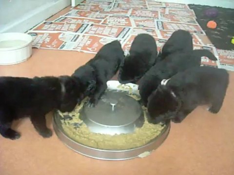 14 mai 2013 : début du repas (beginning of meal)