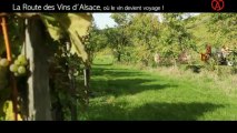 Grands crus d alsace : le film