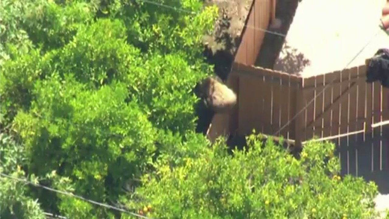 In Kalifornien ist der Bär los