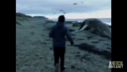 Body Found on Beach   Mermaids - YouTube