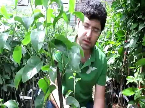 Tüplü Aşılı Yarı Bodur Bodur Klasik Armut Fidanı Nasıl Nasıl Dikilir-Uyulması Gereken Kurallar