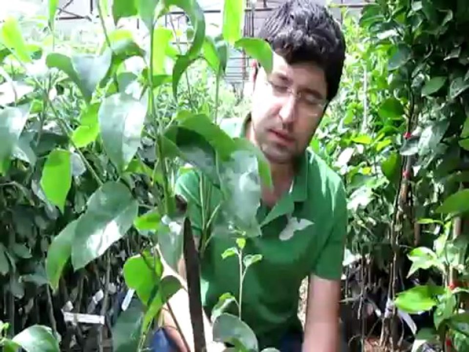 Tüplü Aşılı Yarı Bodur Bodur Klasik Armut Fidanı Nasıl Nasıl Dikilir-Uyulması Gereken Kurallar