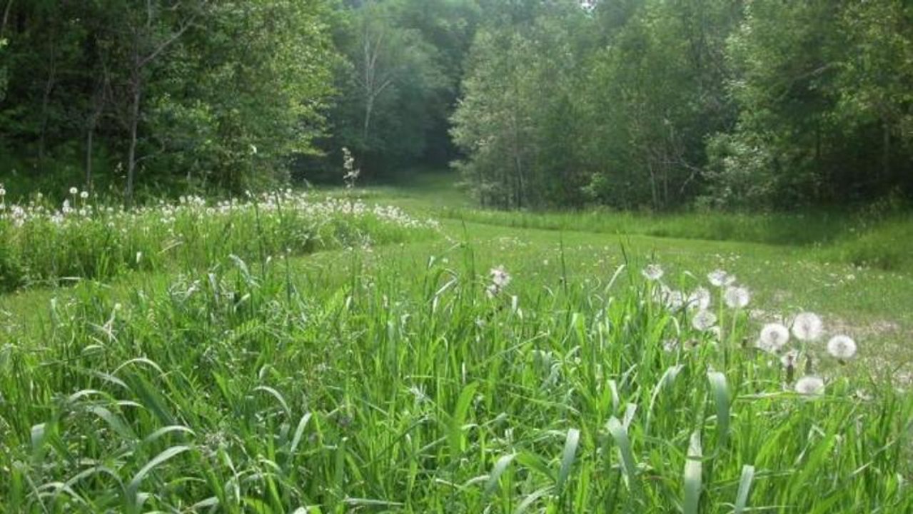 Study: Plants Communicate to Defend Themselves