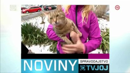 Halo - Spravodajstvo Noviny 1