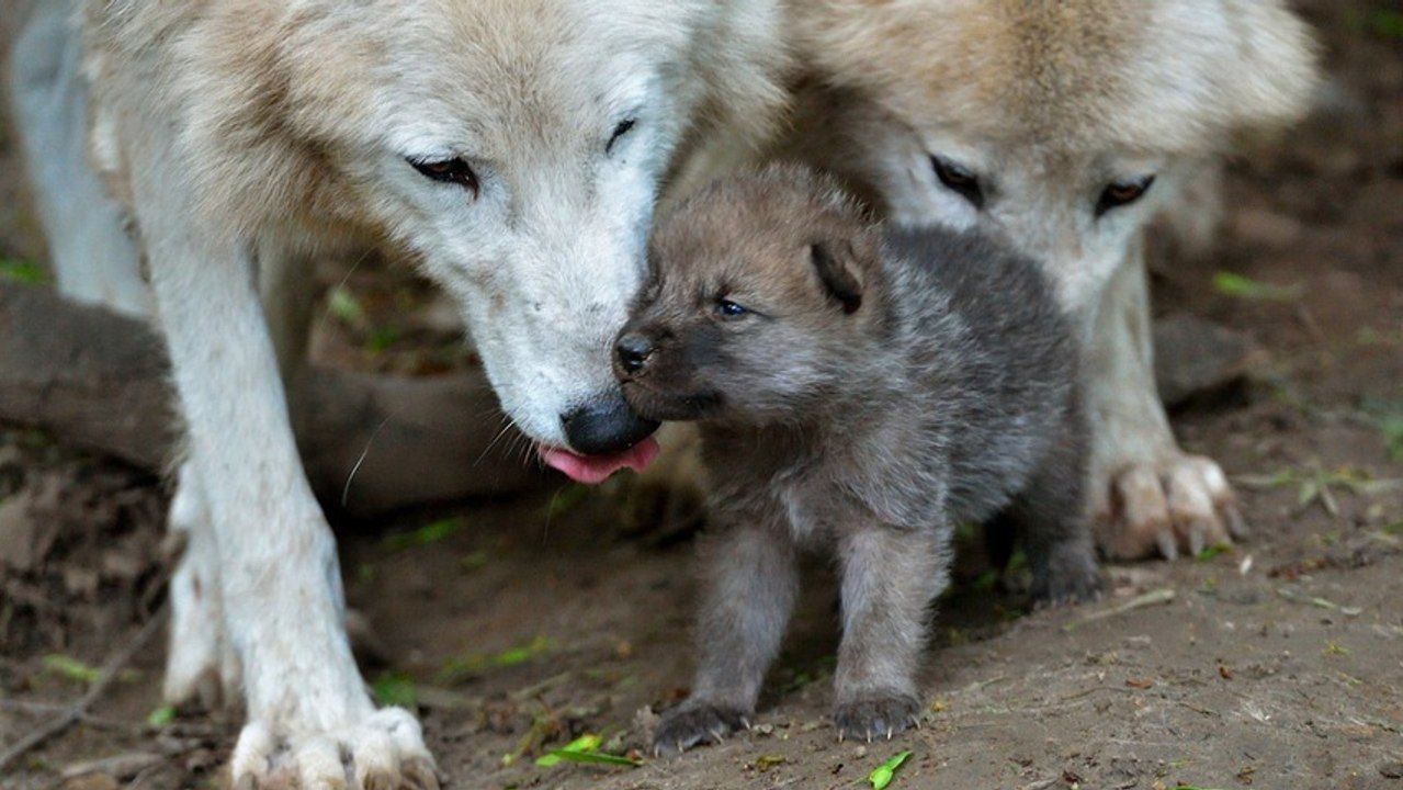 Cute Baby Wolves Take First Steps