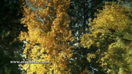 Stock Video - Stock Footage - Video Background - Autumn Gold 03
