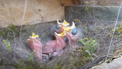 Oisillons de mésange charbonnière