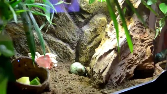 Bernard l'Hermite - Changement de coquille en direct...