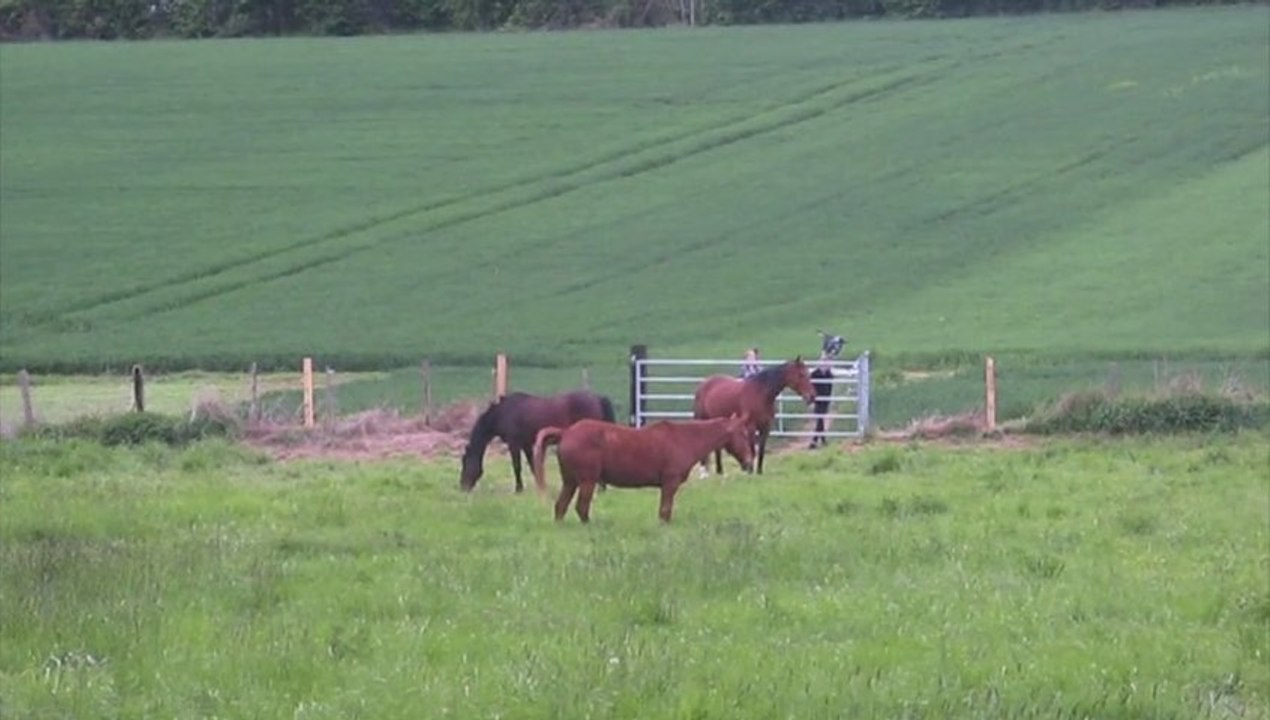 Avrechy: les chevaux sont arrivés sur la base de loisirs