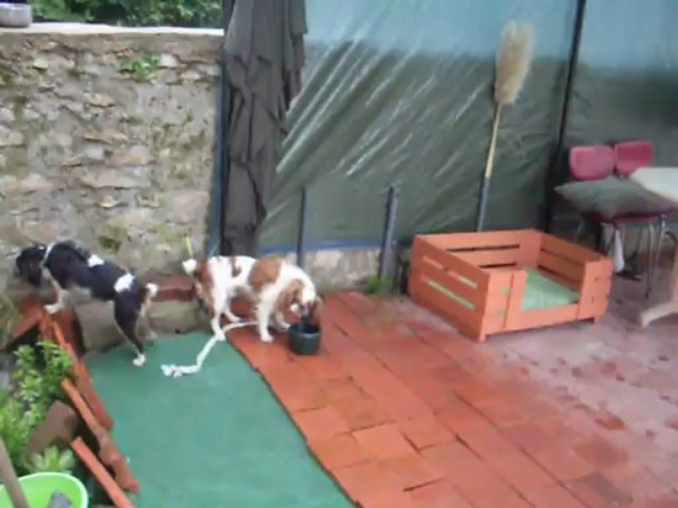 HEPHAESTION ,HYMA SUMAC DE LA VERTE ALBION LE 15.05.2013