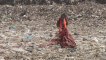 Festival de Cannes 2013  super trash tapis rouge polémique pétition