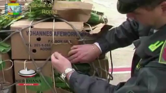 Spacciavano Khat per Cicoria, sequestrata una tonnellata di droga a Fiumicino