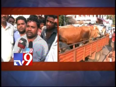 Probe on Cows shifting in Simhachala Appanna temple- TV9 effect