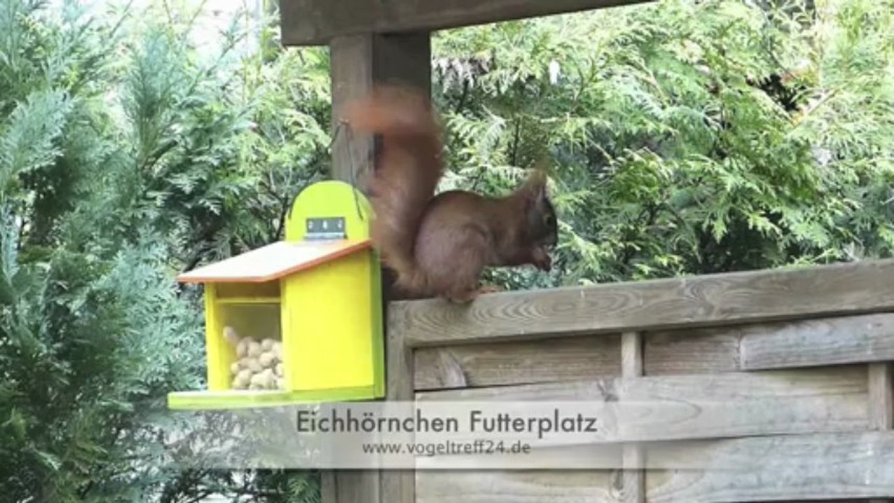 Cleveres Eichhörnchen liebt die Nussbar