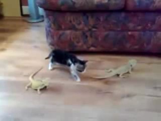 Gatito vs Iguanas