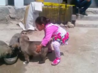 corçun enikleri 37 günlük oldular