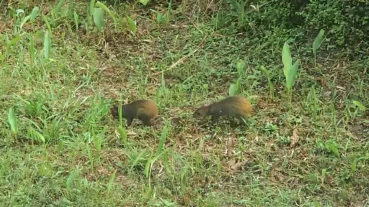Agoutis