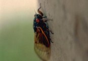 Cicada Invasion 2013: Brood II Ready To Hatch On East Coast After 17 Years