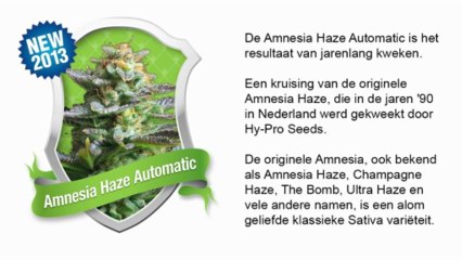 Amnesia Haze Automatic *Royal Queen Seeds*