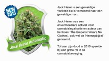 Jack Herer Automatic *Royal Queen Seeds*