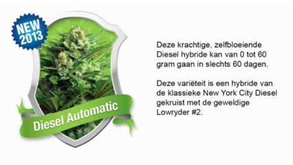 Diesel Automatic *Royal Queen Seeds*