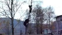 Ours Vs. Homme dans un arbre