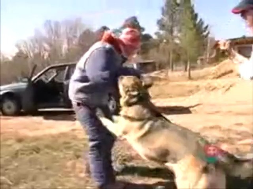 Personal Protection Dogs CQB K-9