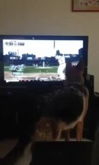 Dog tries to catch the baseball through the TV