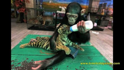 Le TVNet Face Bouc show n°43