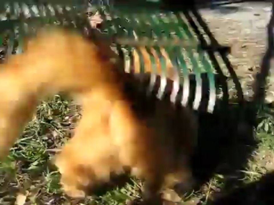Rake the cat