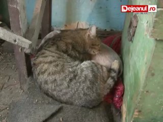 porc si pisica dejeanul