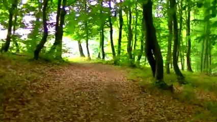 Discover the Top Principles of Paduraru for Success 🚀