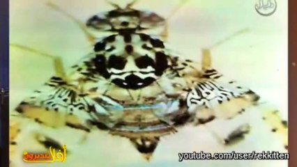 أفلا يتدبرون  إعجاز الله تعالى في خلق الذباب 1