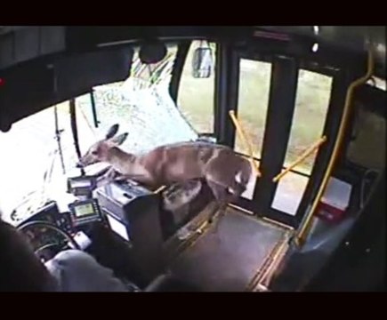 Une biche traverse le pare-brise d'un autobus