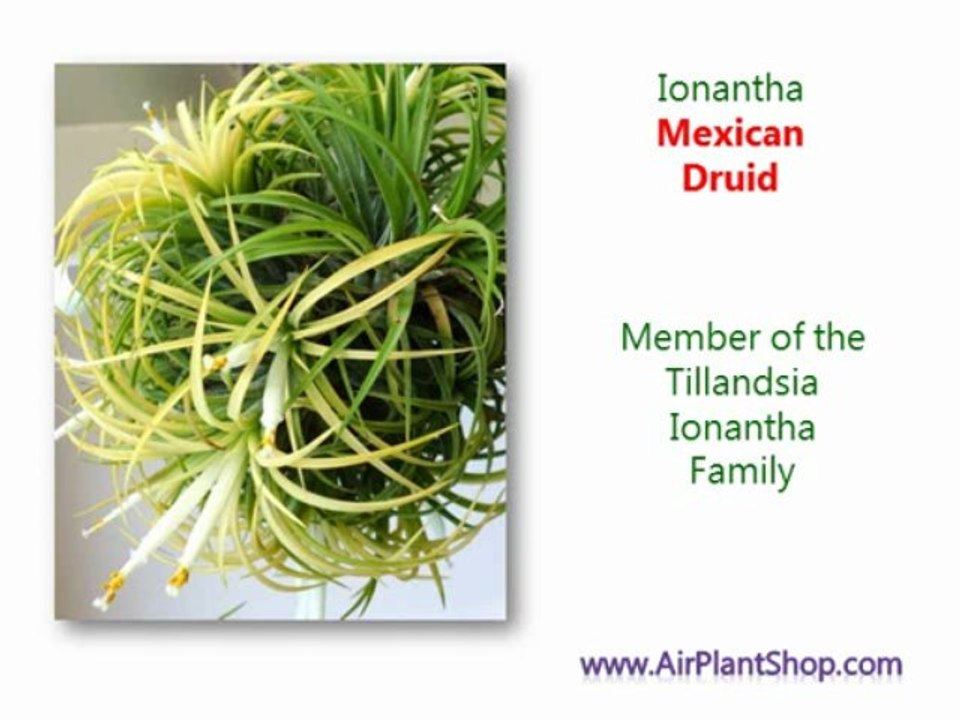 Ionantha Mexican Druid – Buy an Exotic Collection of Different Ionantha Plants